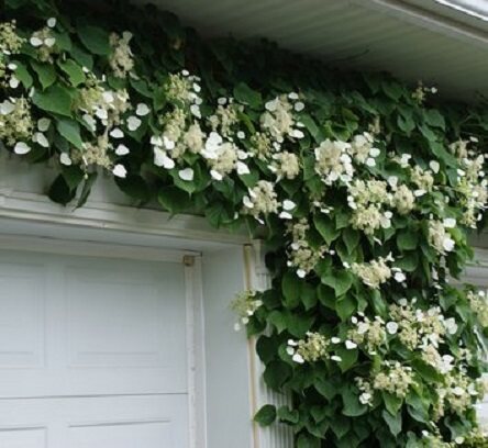 Picture of 10 Pcs Global Boston Ivy Climbing Creeper Flower SeedS