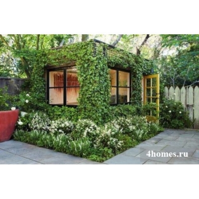 Picture of 10 Pcs Global Boston Ivy Climbing Creeper Flower SeedS