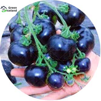 Picture of 25 Pcs Global Black Cherry Tomato SeedS