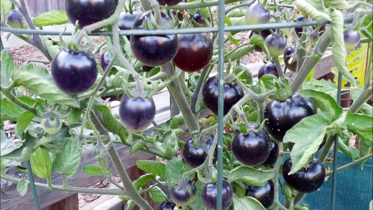 Picture of 25 Pcs Global Black Cherry Tomato SeedS