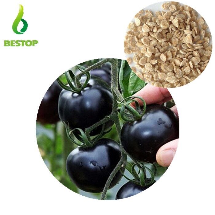 Picture of 25 Pcs Global Black Cherry Tomato SeedS