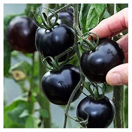 Picture of 30 Pcs Global Black Cherry Tomato SeedS