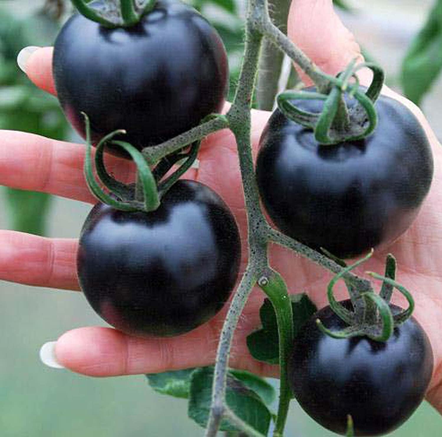 Picture of 30 Pcs Global Black Cherry Tomato SeedS