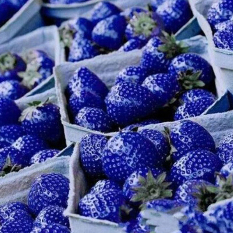 Picture of  All Season Giant 30 Pcs Blue Strawberry Seeds - 30 Pcs Seeds