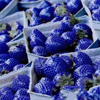 Picture of  All Season Giant 30 Pcs Blue Strawberry Seeds - 30 Pcs Seeds