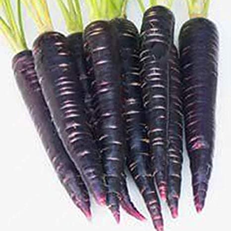 Picture of Organic Black Carrot SeedS  - 30 Pcs SeedS
