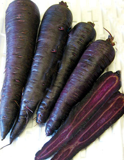 Picture of Organic Black Carrot SeedS  - 30 Pcs SeedS