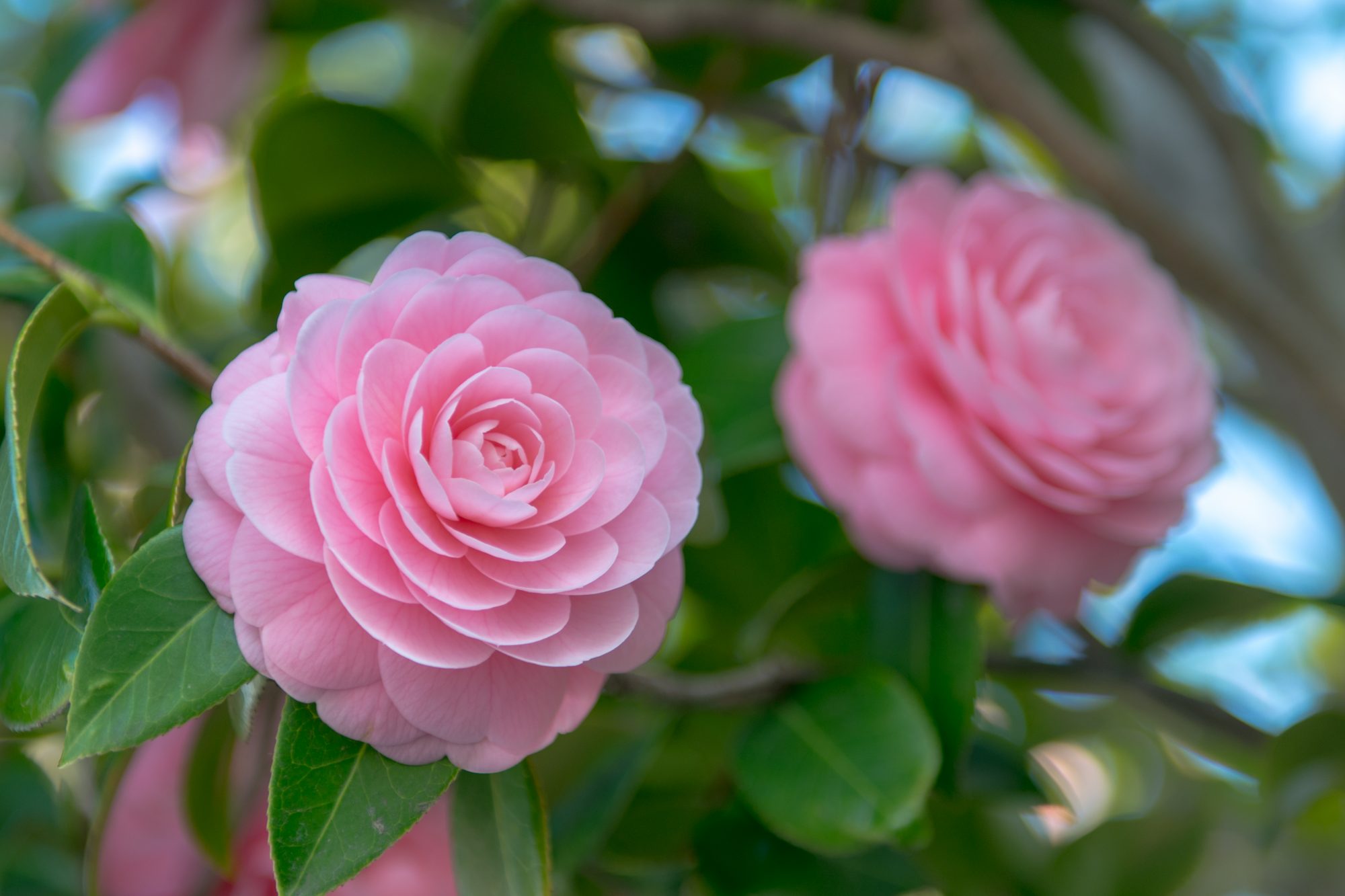 Picture of All Season Camellia Flower Bonsai Seeds - 20 Pcs Seeds
