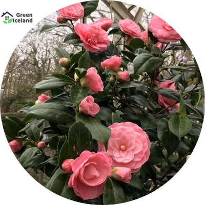 Picture of All Season Camellia Flower Bonsai Seeds - 20 Pcs Seeds