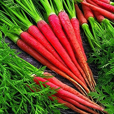 Picture of All Season Red Carrot Seeds  - 50 Pcs SeedS
