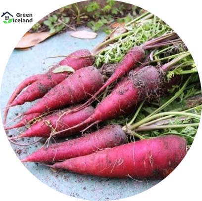 Picture of All Season Red Carrot Seeds  - 50 Pcs SeedS