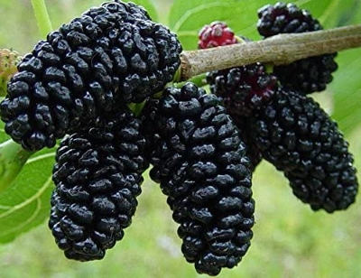 Picture of  All Season Black Mulberry bonsais Morus Nigra Tree seeds- 30Pcs seeds