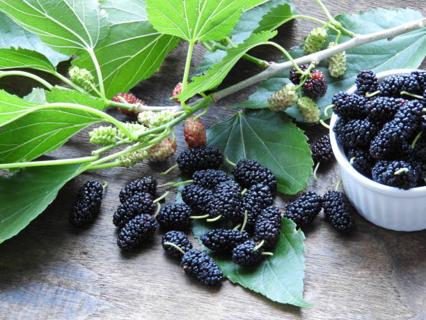 Picture of  All Season Black Mulberry bonsais Morus Nigra Tree seeds- 30Pcs seeds