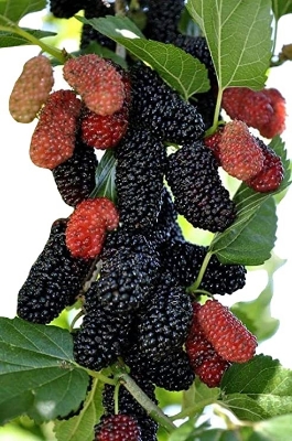 Picture of  All Season Black Mulberry bonsais Morus Nigra Tree seeds- 30Pcs seeds