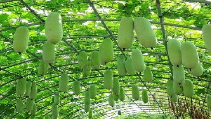Picture of 10 Pcs Natural Chalkumra SeedS 