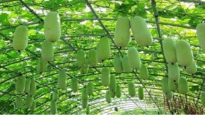 Picture of 10 Pcs Natural Chalkumra SeedS 