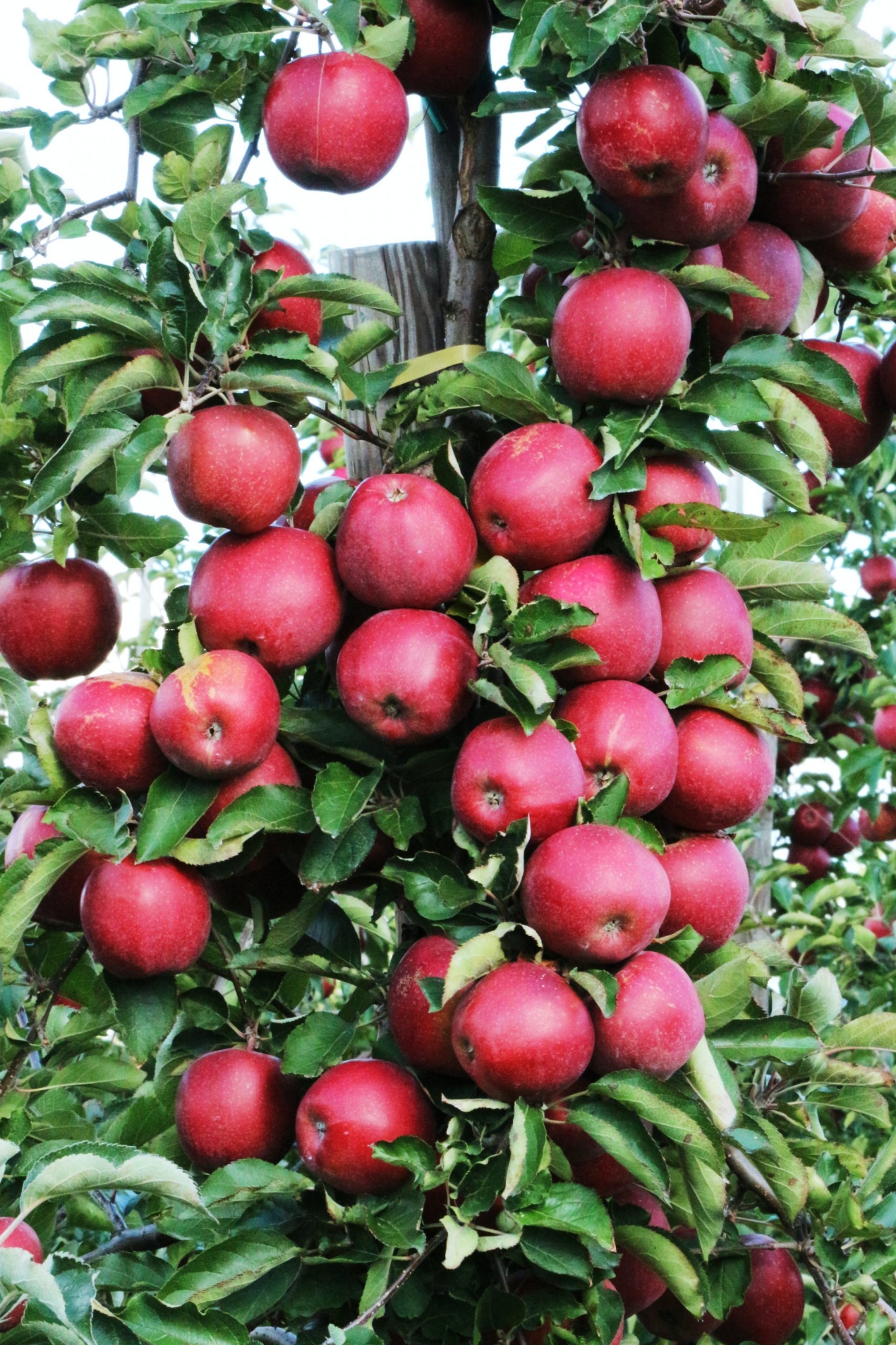 Picture of  All Season Red Apple Bonsai Seeds - 15 Pcs SeedS