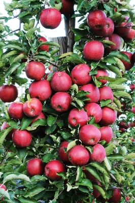Picture of  All Season Red Apple Bonsai Seeds - 15 Pcs SeedS