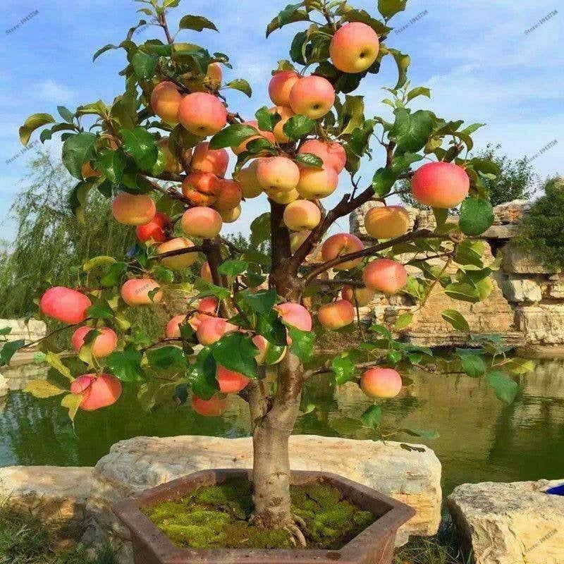 Picture of  All Season Red Apple Bonsai Seeds - 15 Pcs SeedS