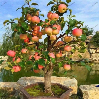 Picture of  All Season Red Apple Bonsai Seeds - 15 Pcs SeedS