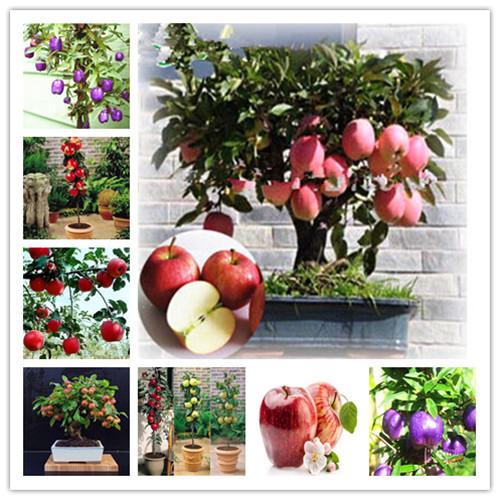 Picture of  All Season Red Apple Bonsai Seeds - 15 Pcs SeedS