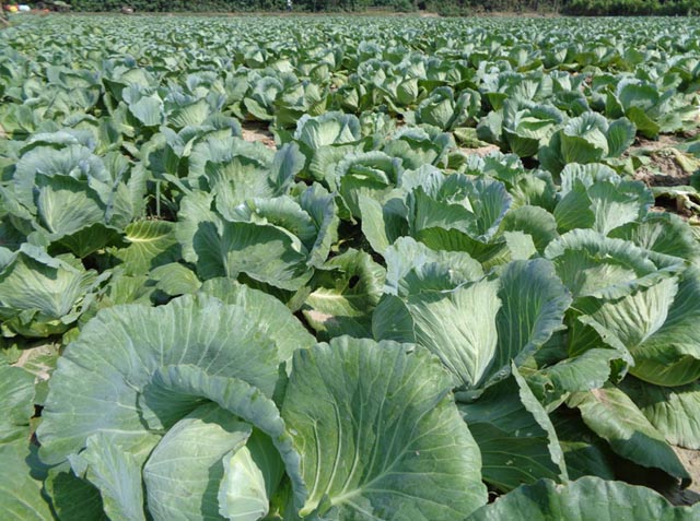 Picture of 30 Pcs Natural Cabbage SeedS