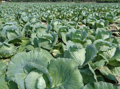 Picture of 30 Pcs Natural Cabbage SeedS