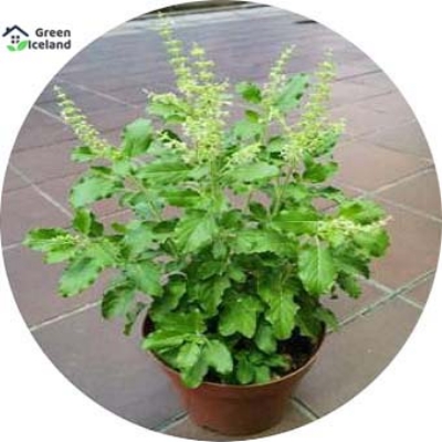 Picture of 20 Pcs All Season Basil / Tulsi Seeds