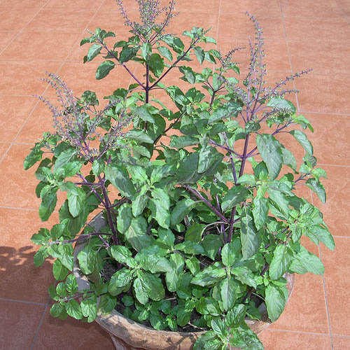 Picture of 20 Pcs All Season Basil / Tulsi Seeds