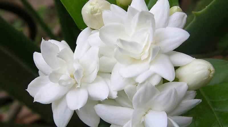 Picture of  All Season Beautiful Jasmine Flower Bonsai Seeds - 20 Pcs SeedS