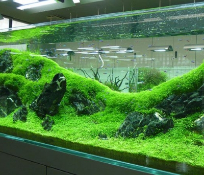 Picture of 250 Pcs Global Moss Aquistic Plants Water Grass Seeds