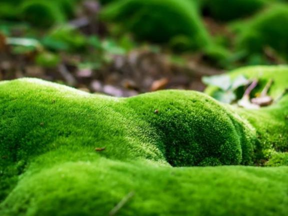 Picture of 250 Pcs Global Moss Aquistic Plants Water Grass Seeds