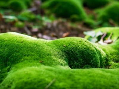 Picture of 250 Pcs Global Moss Aquistic Plants Water Grass Seeds