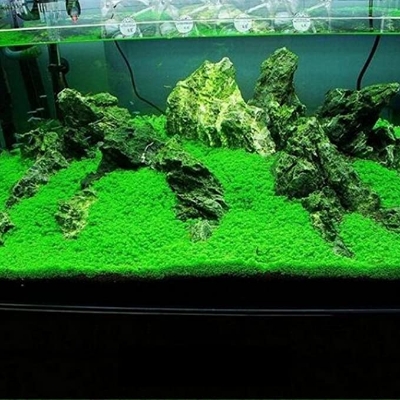 Picture of 250 Pcs Global Moss Aquistic Plants Water Grass Seeds