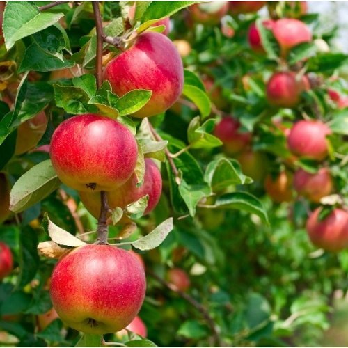 Picture of  All Season Organic Apple Seeds  - 15 Pcs Seeds
