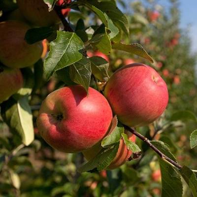 Picture of  All Season Organic Apple Seeds  - 15 Pcs Seeds