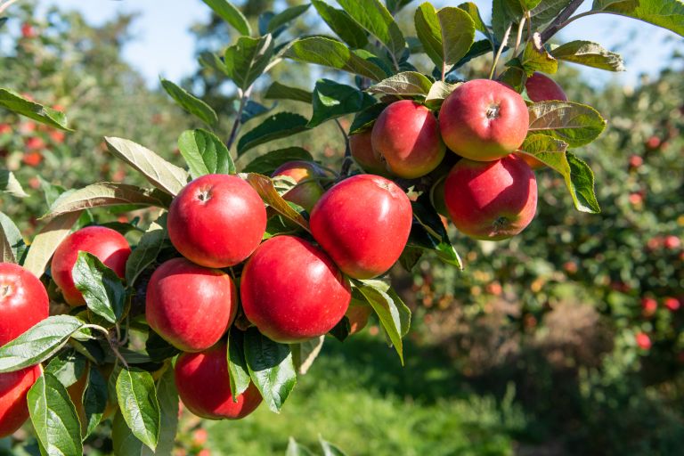 Picture of  All Season Organic Apple Seeds  - 15 Pcs Seeds