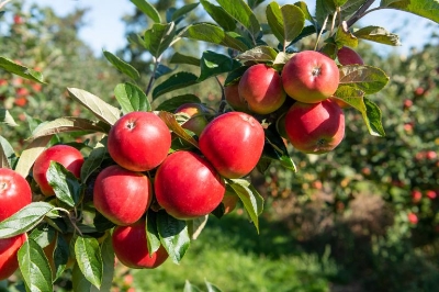 Picture of  All Season Organic Apple Seeds  - 15 Pcs Seeds