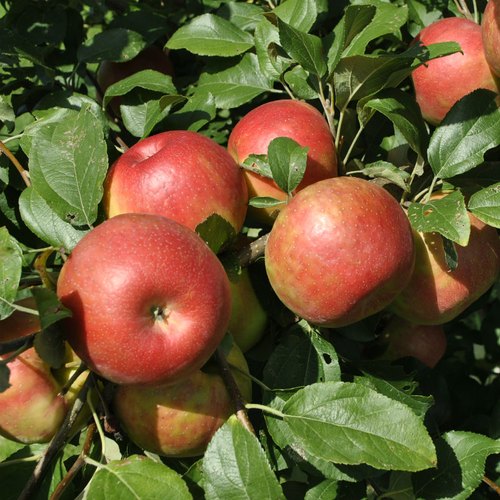 Picture of  All Season Organic Apple Seeds  - 15 Pcs Seeds
