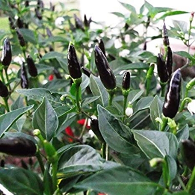 Picture of  All Season Black ChiliSeeds BANGLADESHI  - 20 pieceS