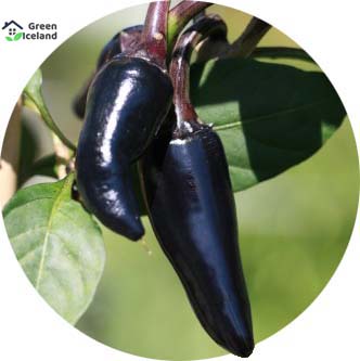 Picture of  All Season Black ChiliSeeds BANGLADESHI  - 20 pieceS