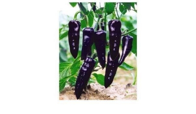 Picture of  All Season Black ChiliSeeds BANGLADESHI  - 20 pieceS
