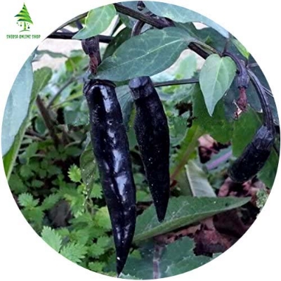 Picture of  All Season Black ChiliSeeds BANGLADESHI  - 20 pieceS