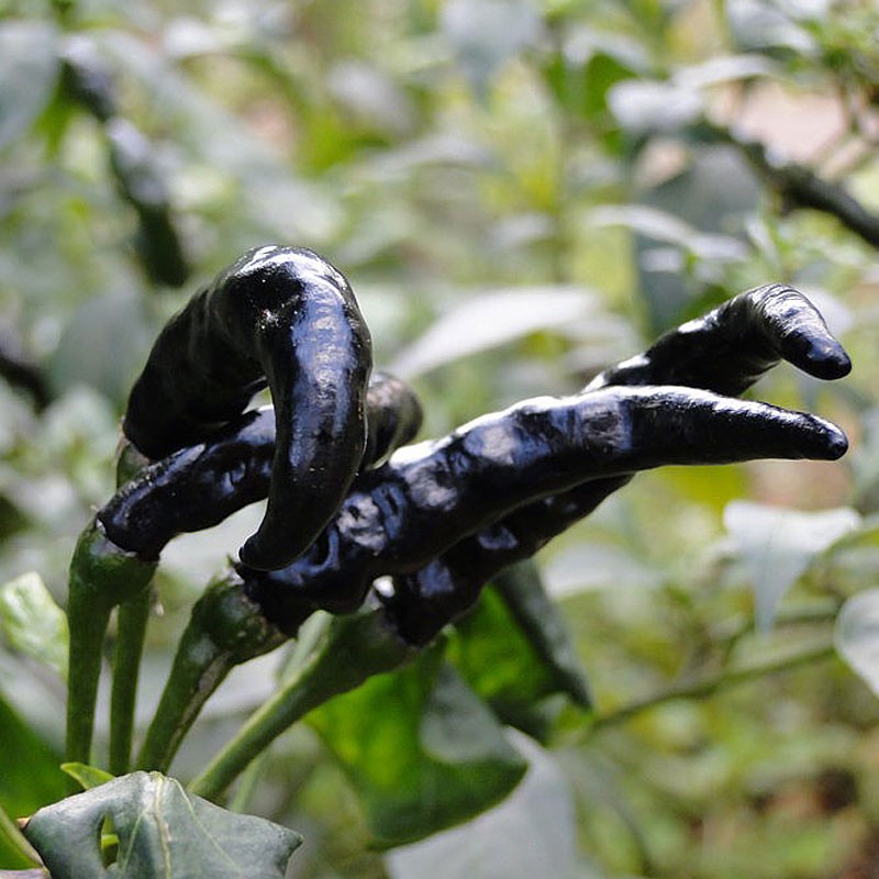 Picture of  All Season Black ChiliSeeds BANGLADESHI  - 20 pieceS