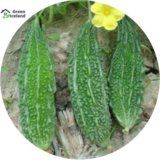 Picture of 10 Pcs Global Balsom / Bitter Seeds