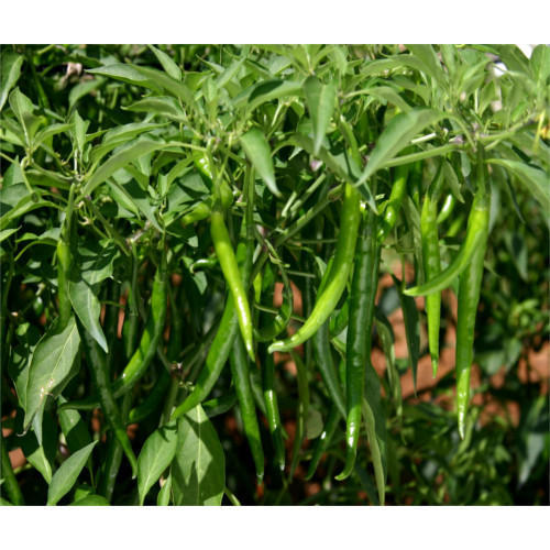 Picture of All Season Green Chili Seeds  -20 Pcs Seeds