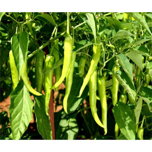Picture of All Season Green Chili Seeds  -20 Pcs Seeds