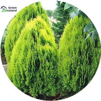 Picture of Imported Pabon Jhau Tree Seeds - 20Pcs Seeds
