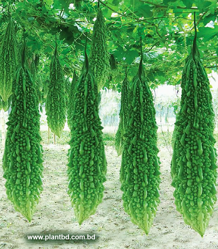 Picture of Balsom / Bitter Seeds  - 15 Pcs SeedS