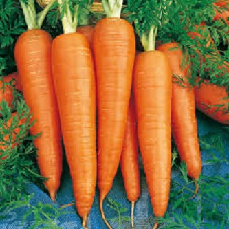 Picture of All Season Carrot SeedS  - 20 Pcs SeedS